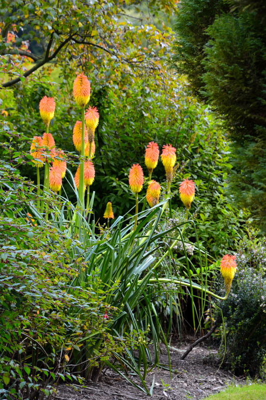 Red Hot Poker in the Garden at How Hill House