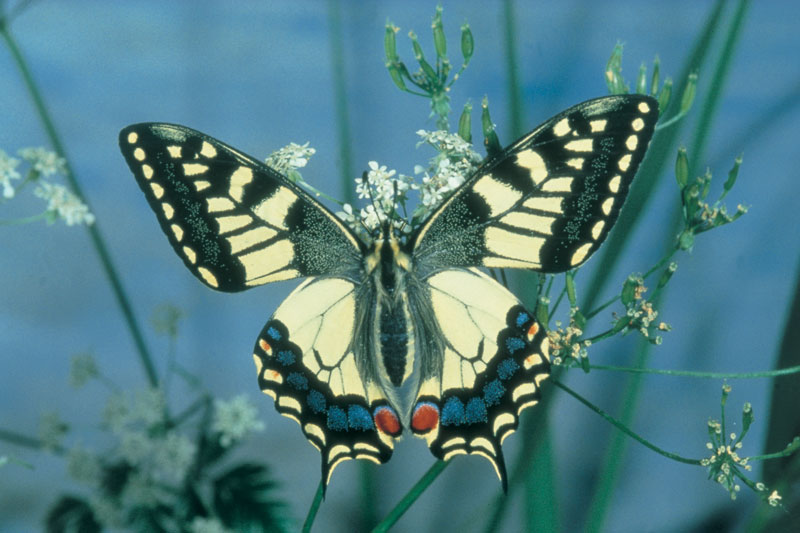 Swallowtail Butterfly - Norfolk Time to Explore